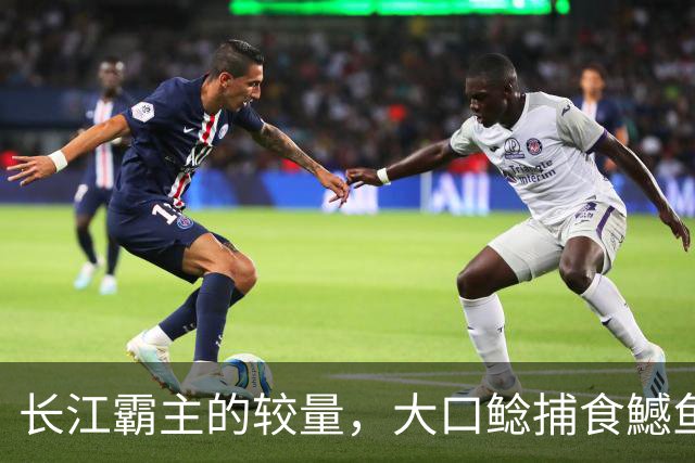 长江霸主的较量，大口鲶捕食鱤鱼，猎物卡嘴无法脱身，双双殒命